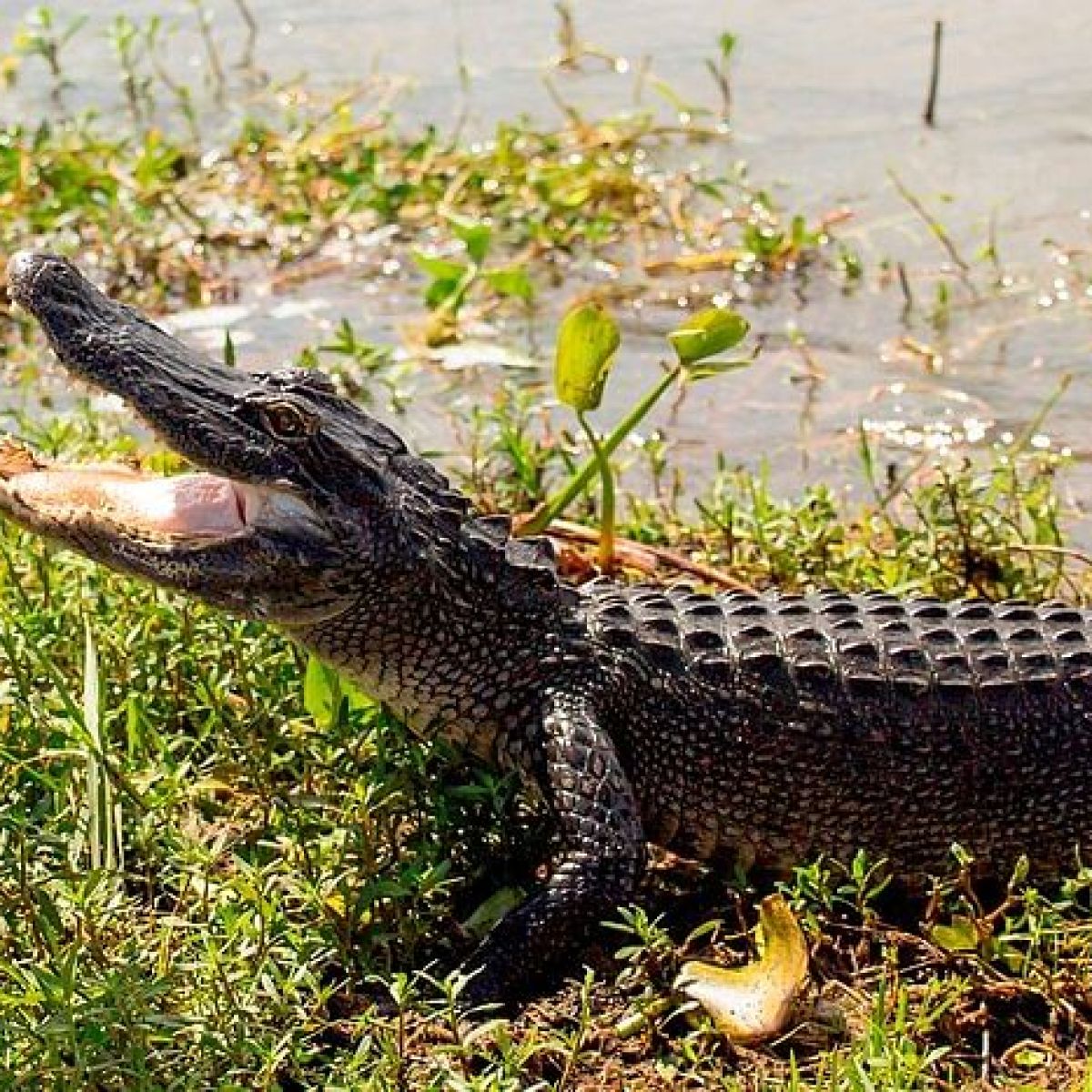 a reptile in the grass