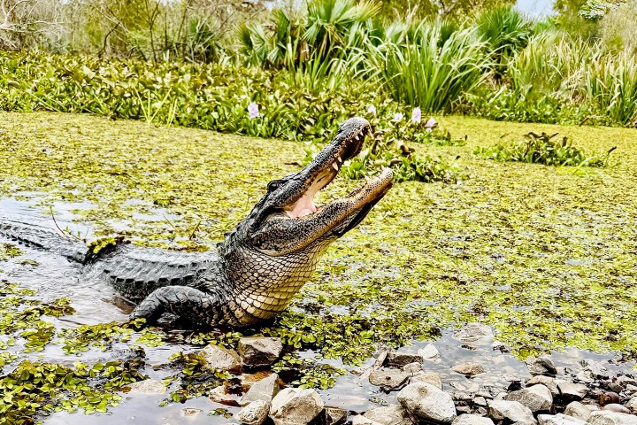 Alligator with open mouth in a grassy wetland, surrounded by plants and water.