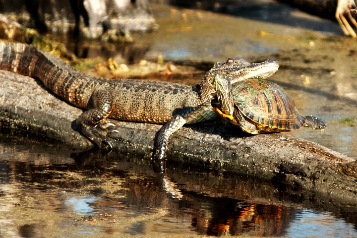 Alligator and turtle on log in water, basking in the sun.