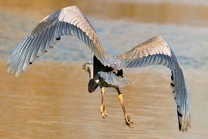 Bird with large wings flying over water, viewed from behind.