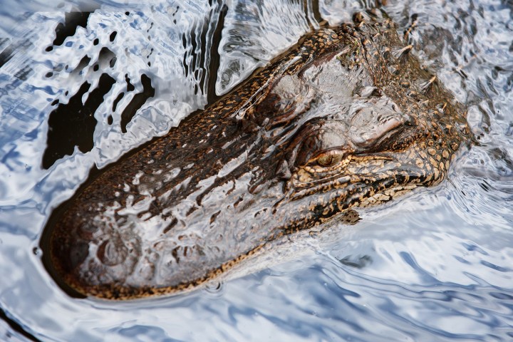 Crocodile head partially submerged in reflective water with detailed skin texture.