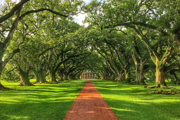 Brick path lined with oak trees leading to a distant mansion.