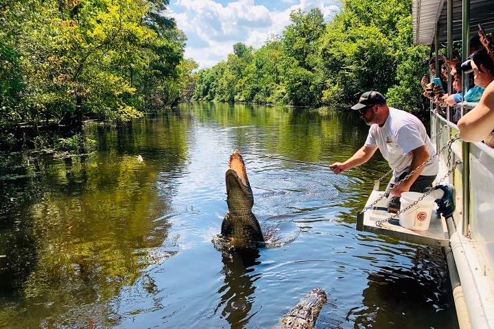 Man feeding alligator from a boat on a sunny river with trees and people watching.