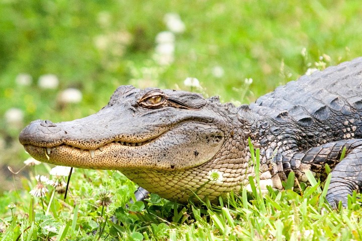 Alligator resting on grass with green background and white flowers.