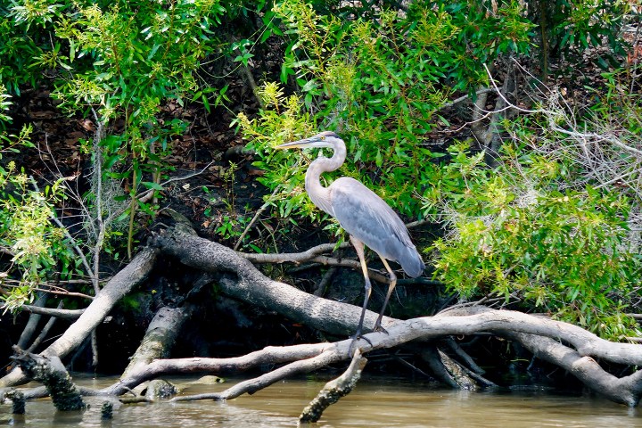 A heron standing on tree roots by a riverbank with dense green foliage.
