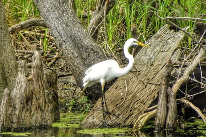 White heron standing on fallen tree in a swampy area with green plants.