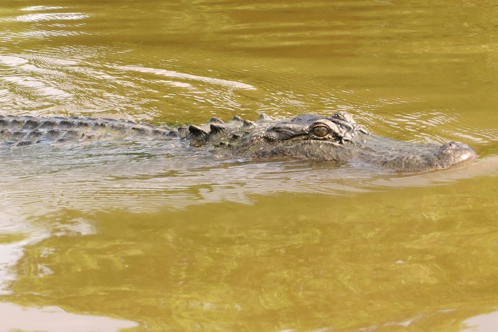Crocodile partially submerged in murky water with only its head and back visible.