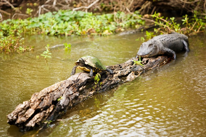 Turtle and alligator on a log in a river with greenery in the background.