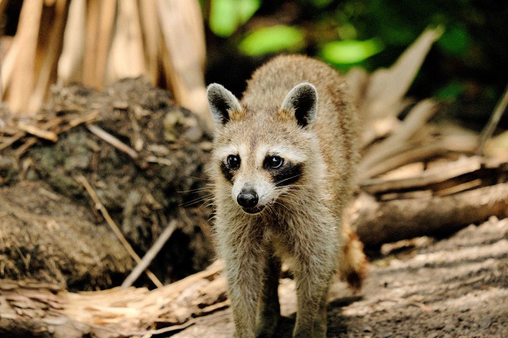Close-up of a raccoon walking on forest floor with blurred foliage.