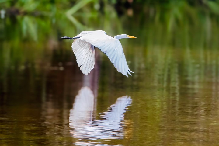 White bird flying over water, reflecting in the surface below, with blurred green foliage background.