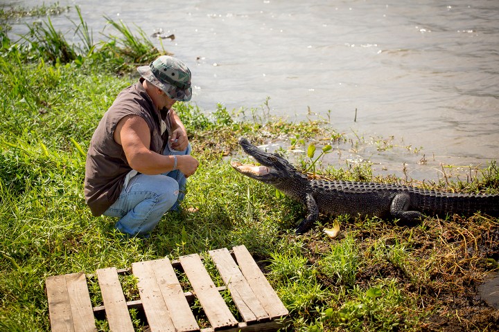 Person crouching near an alligator by the water's edge on grassy ground.