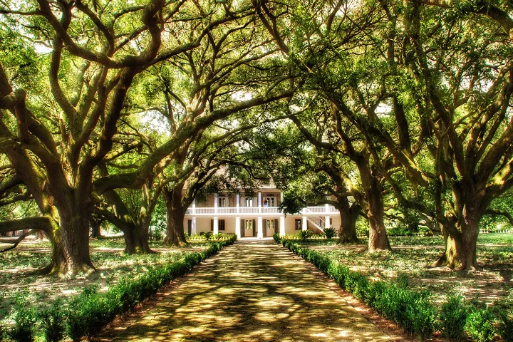 Mansion with a tree-lined pathway and lush green foliage during daytime.