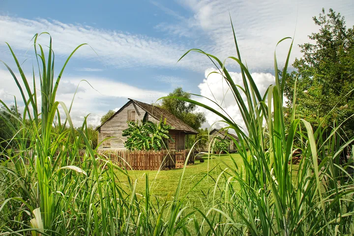 A rustic wooden house with a picket fence, surrounded by lush greenery and tall grass.