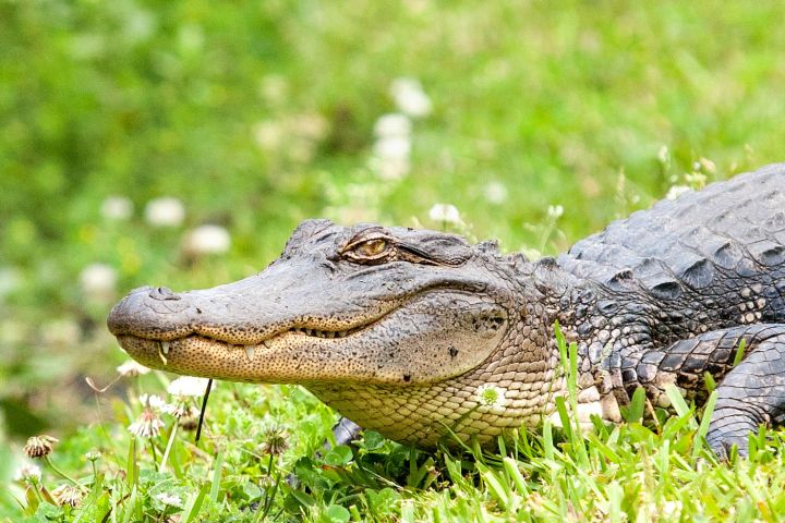 a close up of a reptile