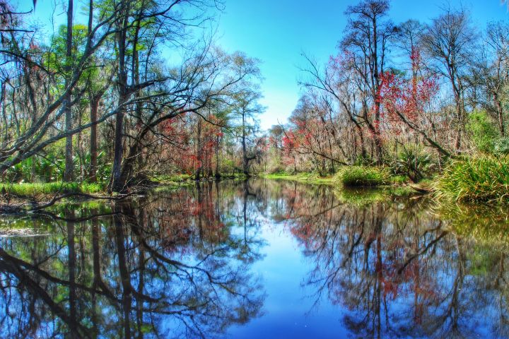 a view of a lake surrounded by forest