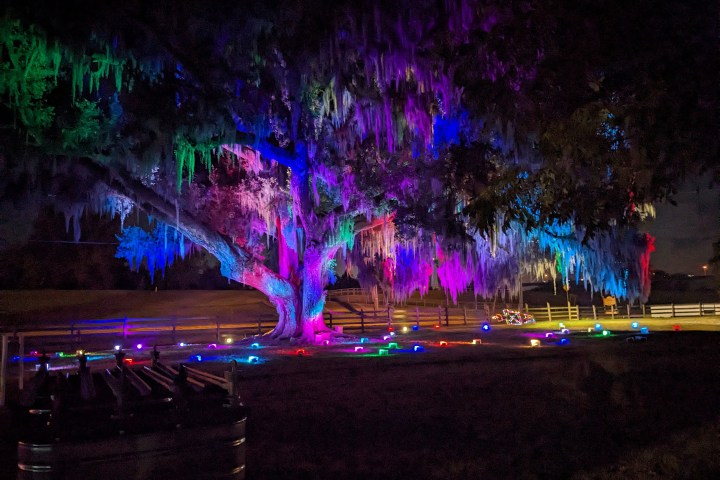 Large tree with Spanish moss lit in colorful lights at night, surrounded by small multicolored lights on the ground.