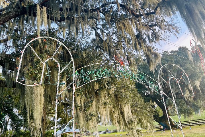 Christmas lights forming 'Merry Christmas' with trees draped in Spanish moss in the background.