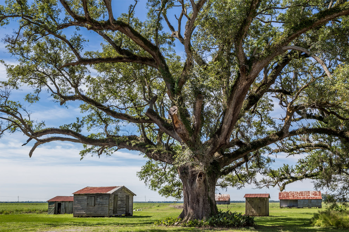 Large tree with spreading branches, small wooden shacks in the background.