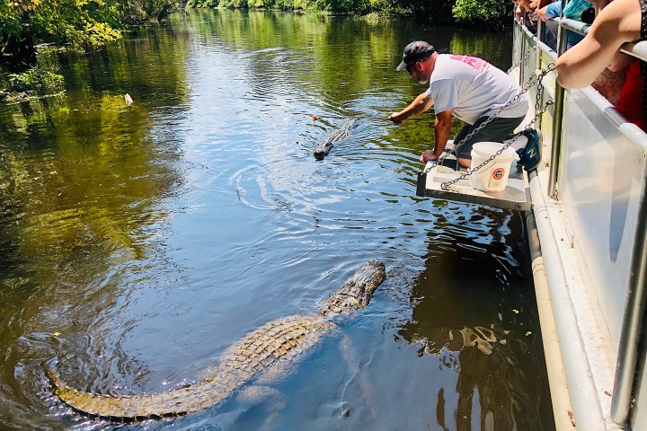 Man on boat feeding an alligator in a river with a long stick.