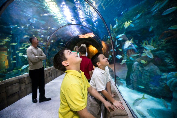 Children and adults looking at fish inside an aquarium tunnel.