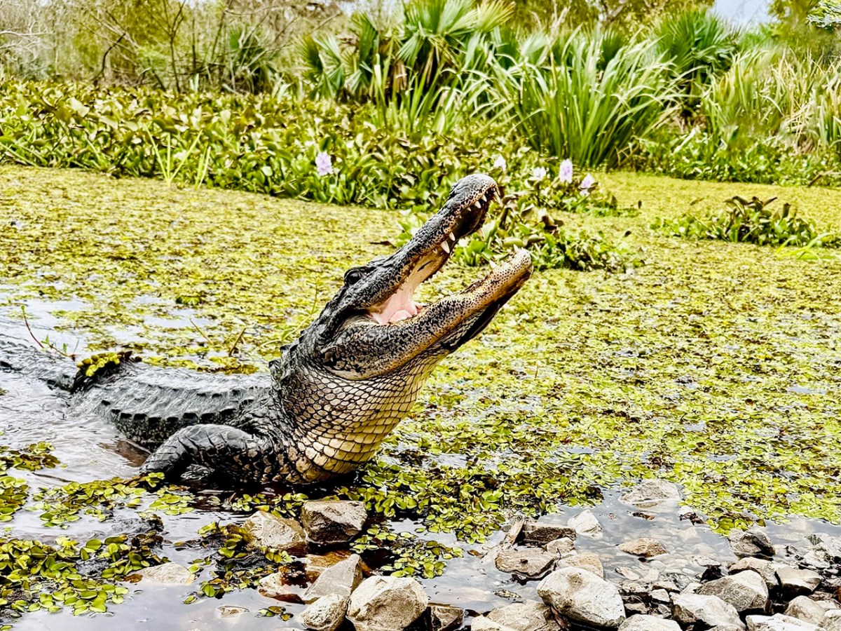 Alligator with open mouth in a swampy area surrounded by greenery.