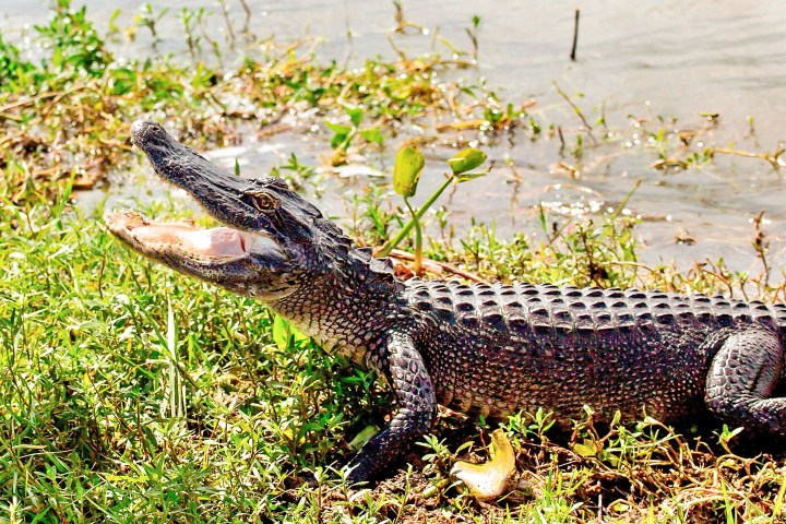 Alligator on grass by water with mouth open, showing teeth.