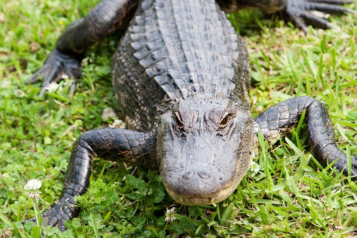 Large alligator lying on green grass with white clover flowers.